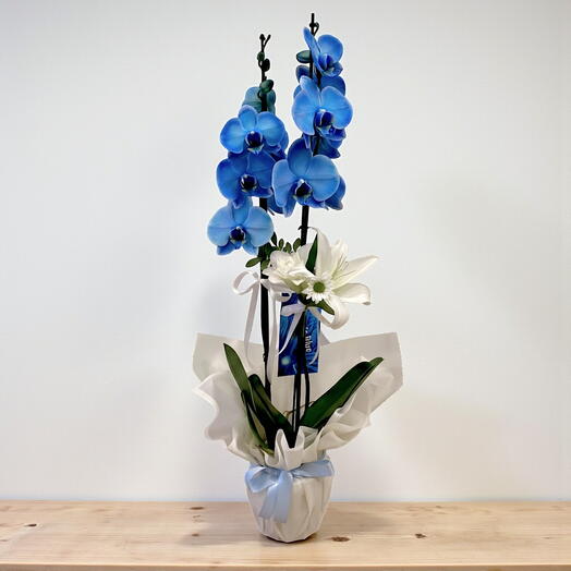 Mavi Orkide