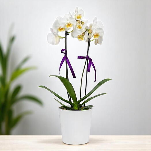 2 dallı beyaz orkide