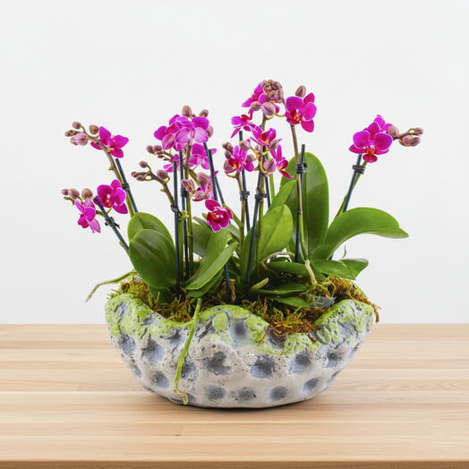 Enchanted Orchid Garden