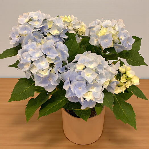 Light Blue Hydrangea