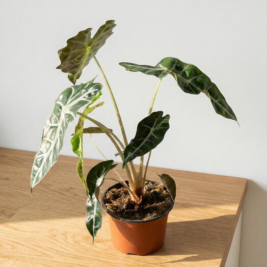 Alocasia Wentii – Exotic Indoor Plant