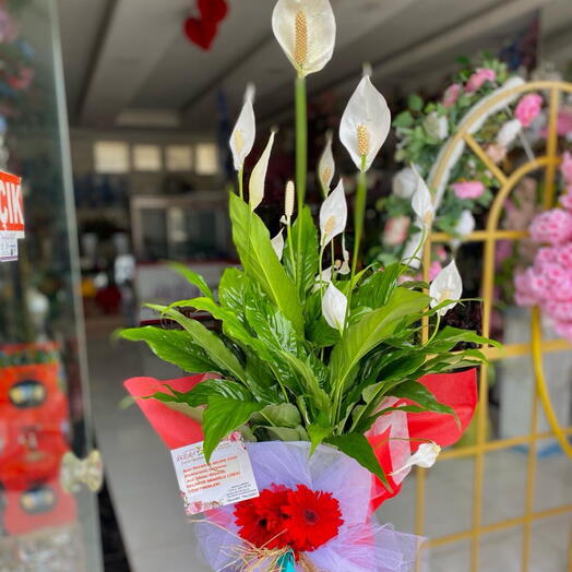 Barış çiçeği (spat)