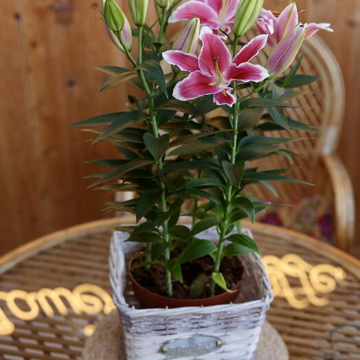 Pink lily with 5 buds