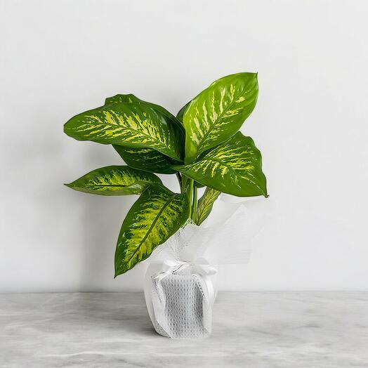 Dieffenbachia