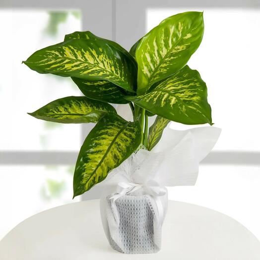 Dieffenbachia Potted Plant