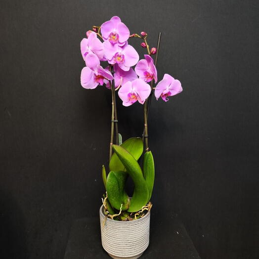 Orkide seramik saksıda pembe