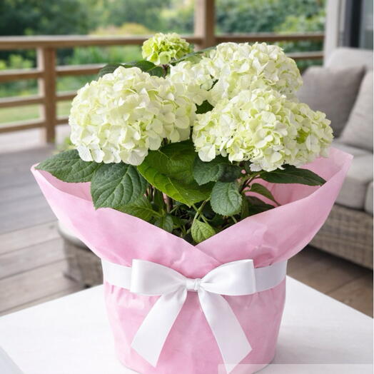 🤍45 см белая гортензия в горшке (Hydrangea) – стильный и элегантный горшок🤍