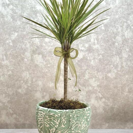 Dracena Marginata Aranjman