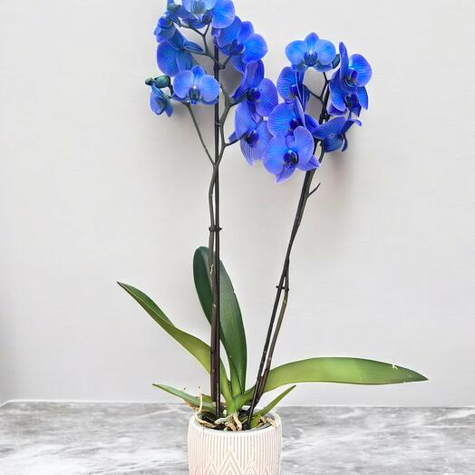 Mavi Orkide (Phalaenopsis)