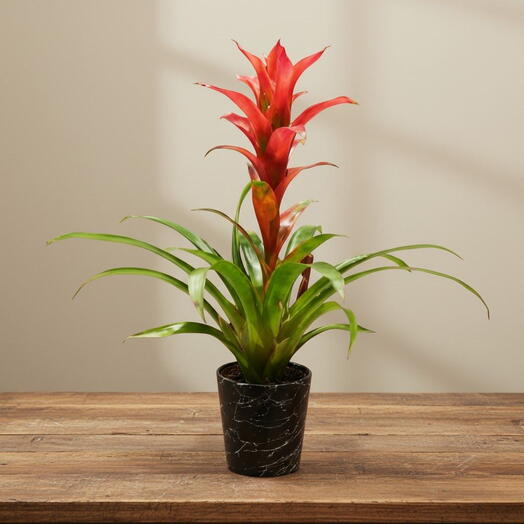 Guzmania