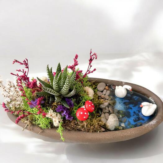 Haworthia kuğulu bahçe