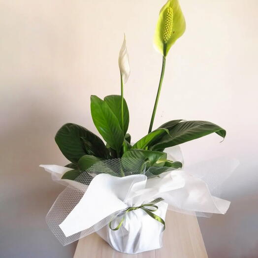 Barış Çiçeği (Spathiphyllum)