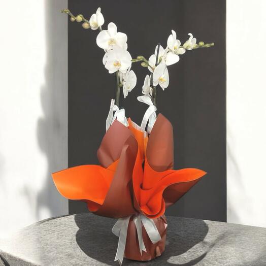 Double Stem White Orchid