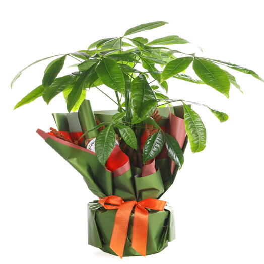 Pachira Money Tree in Green Bouquet Paper