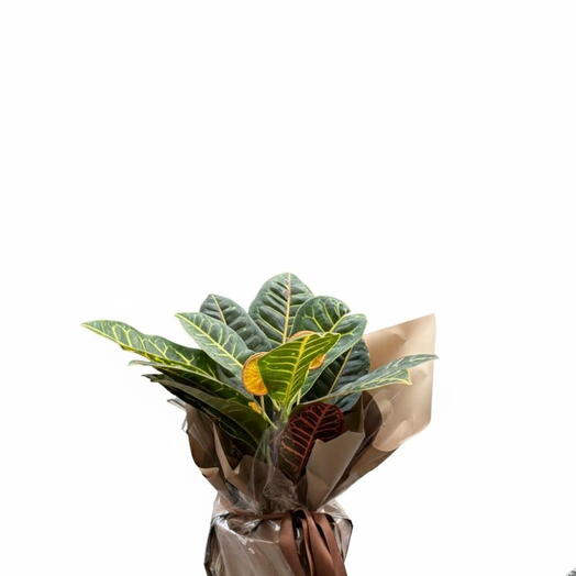 Kroton Saksı Bitkisi – Renkli Yapraklı Dekoratif Bitki