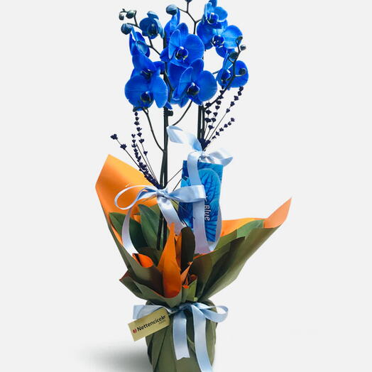 İki Dal Mavi Orkide Çiçeği