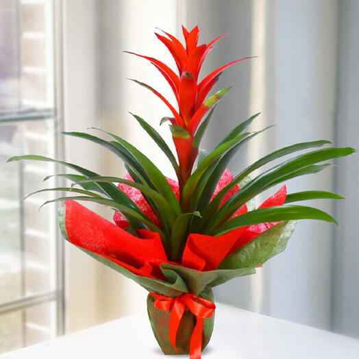 Yeşil Bukette Guzmania Çiçeği