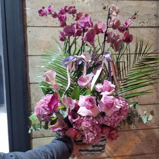 Pembe orkide pembe gala ates orkide