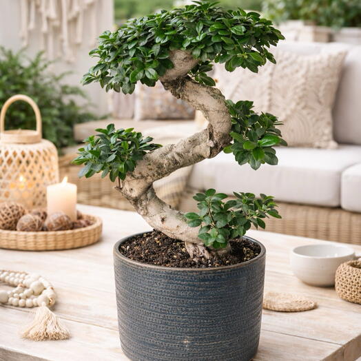 70cm Ficus Bonsai Tree | Decorative Potted Bonsai Plant🌳