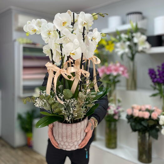 TAŞ SAKSIDA 6 dal orkide