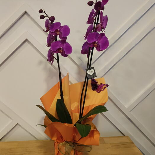 IVY FLower Mor Orkide 2 Dal 70 cm