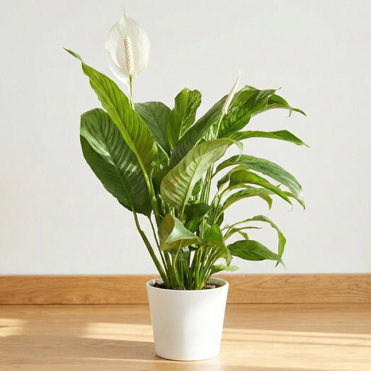 Spathiphyllum Peace Lily – Live Potted Indoor Plant