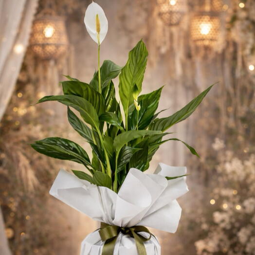 🌿50 см в упаковке лилия мира (Spathiphyllum). 🌿