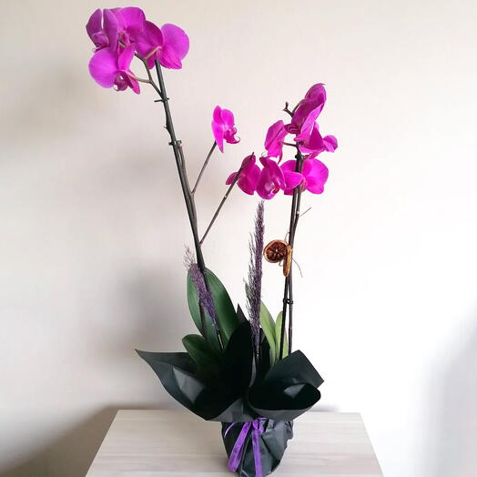 Phalaenopsis Orkidesi