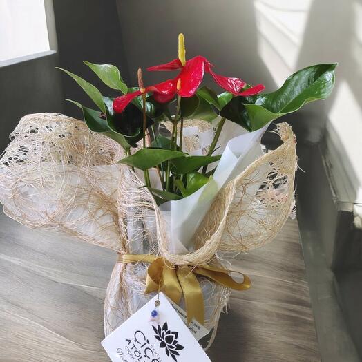 Anthurium