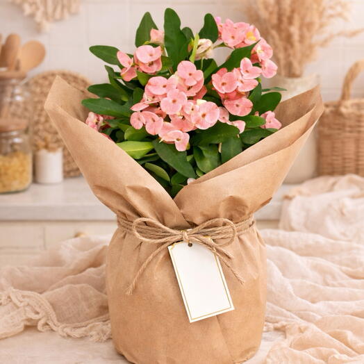 Pink Crown of Thorns Potted Plant 🌸 | Euphorbia