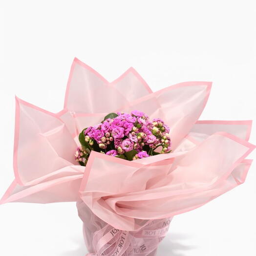 Özel Ambalajlı lila Kalanchoe