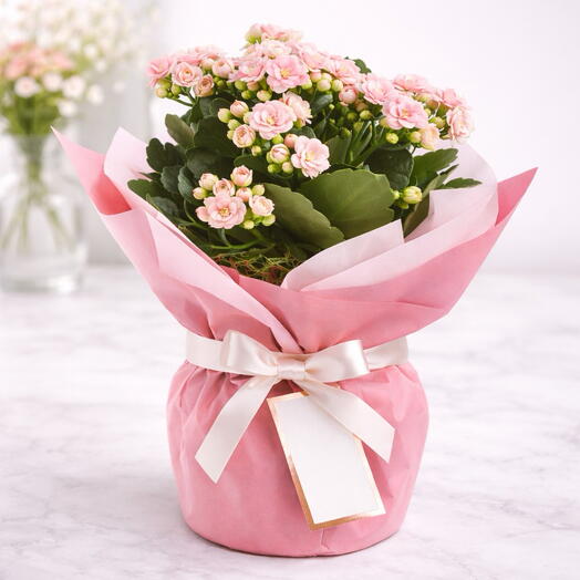 Pink Kalanchoe (Kalanchoe) Potted Plant 🌸