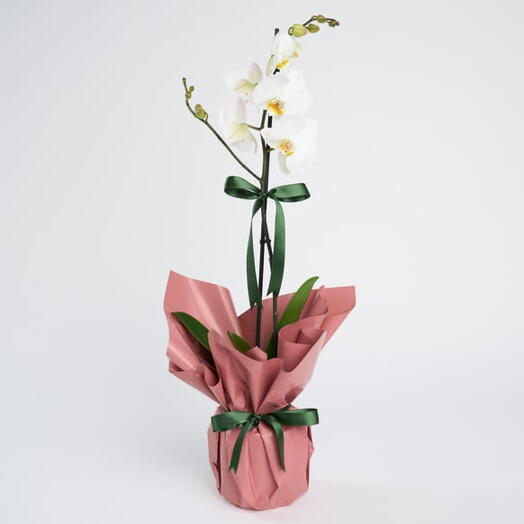 Salmon Bukette White Single Stem Orchid