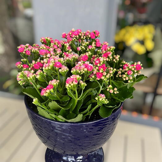 Premium seramik saksıda kalanchoe