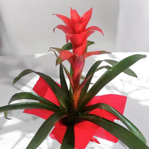 Iç mekan bitkisi Guzmanya