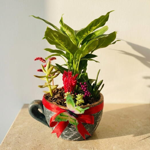 Çiçekli Kupada Teraryum