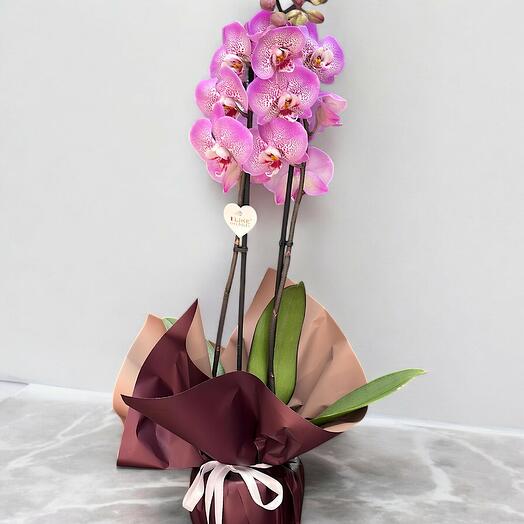 Mor Phalaenopsis Orkide