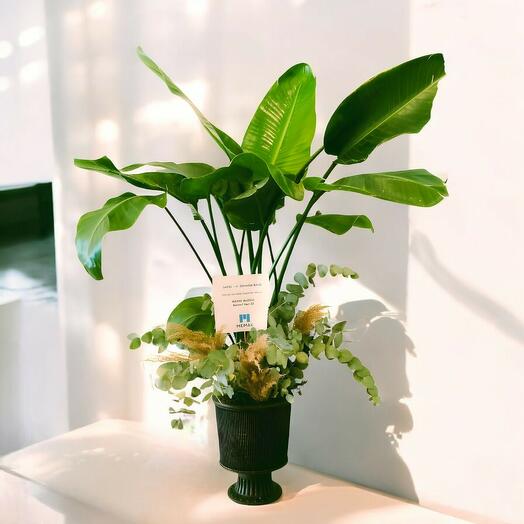 Dekoratif Saksıda Stariliçe Çiçeği