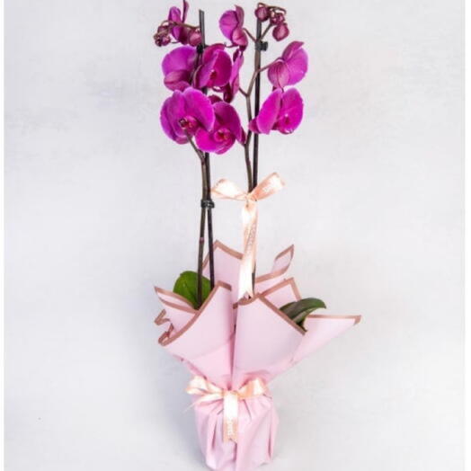 Pembe Kraft Kâğıtta Çiftli Mor Orkide