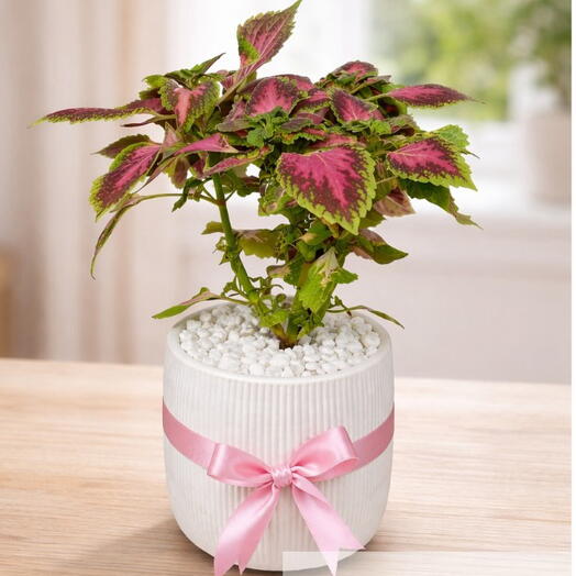 🌿35 CM Leaf Beauty (Coleus) – Colorful Potted Plant🌿