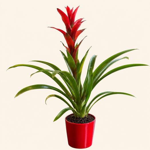 Kırmızı Guzmania