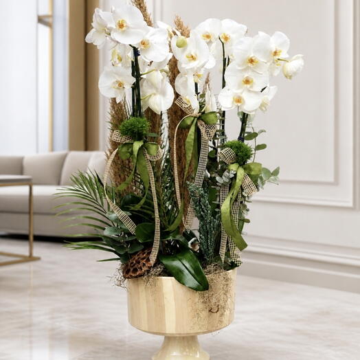 White Orchid Natural Elegance
